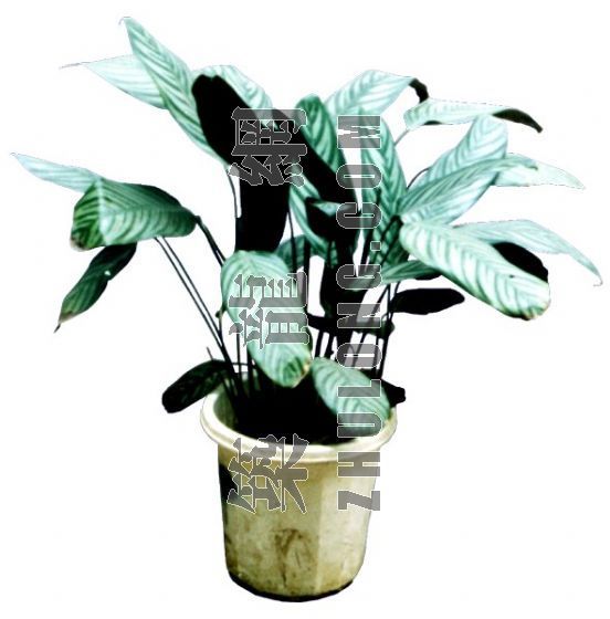 psd盆栽植物资料下载-室内植物19