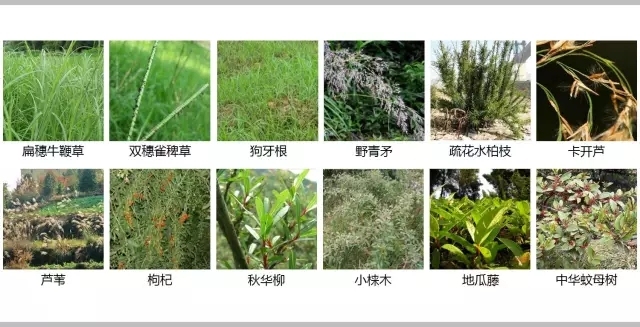 河道景观植物的选择与应用-640.webp (91).jpg