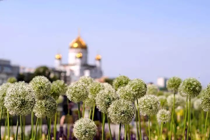 概念设计 · 就是要有一点异想天开！-绿化的概念