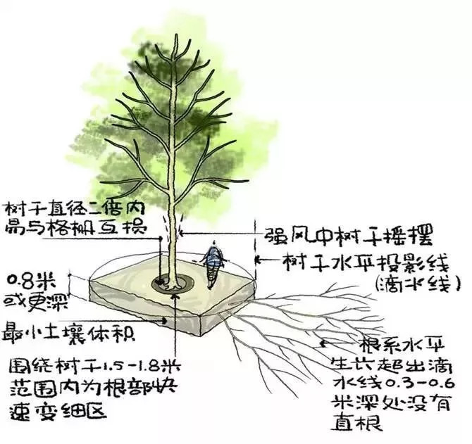 图解园林景观之乔木种植秘诀_5