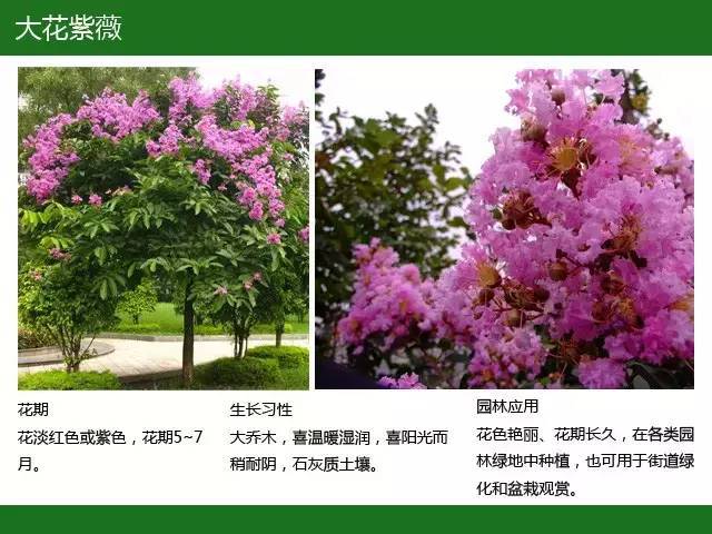 全国七大片区，常用开花植物集锦（上）_5