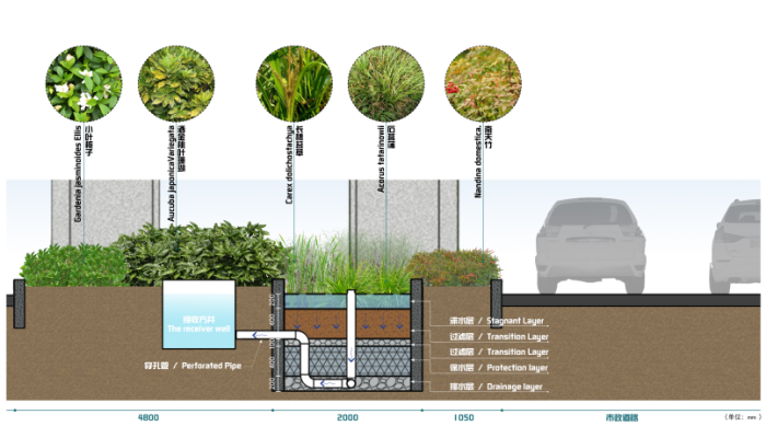 [江苏]绿脉水都东部新城核心区规划设计方案-植物配置断面图