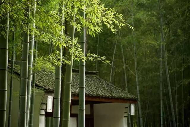 西北和平住宅资料下载-庭院中的植物种植这些讲究，你知道多少？