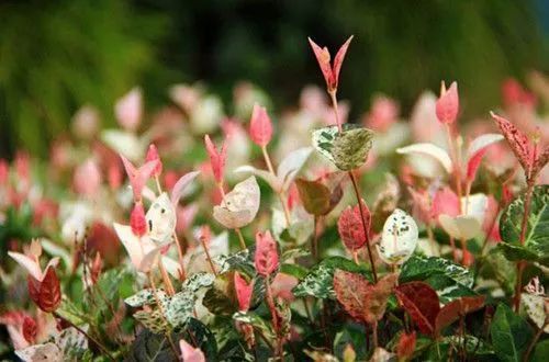 盆栽花模型资料下载-花叶络石如何保持色彩斑斓？