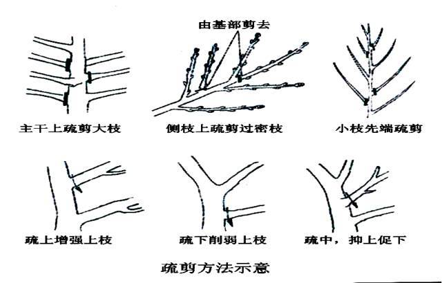 园林养护管理的精华都在这里（必收藏）_12