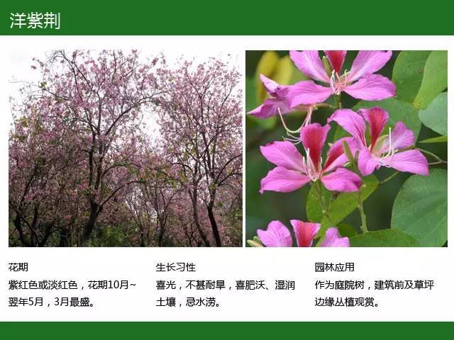 全国七大片区，常用开花植物集锦（上）_17