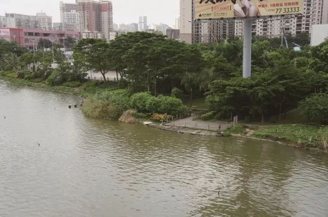 [植物配置]浅析河岸景观的生态修复_4