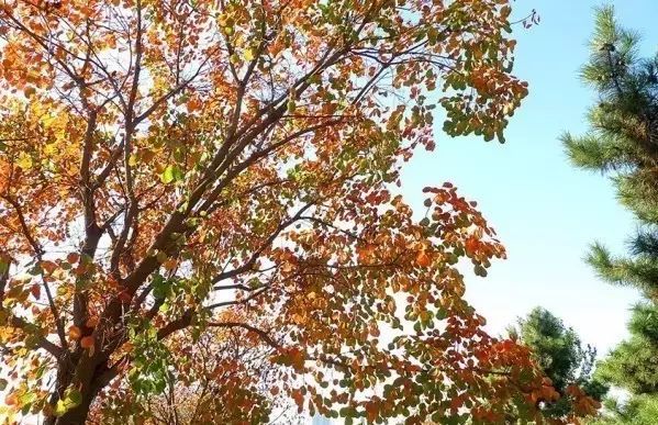 公园常用树种资料下载-都说彩叶树种前景好，但你知道怎么选择品种吗？