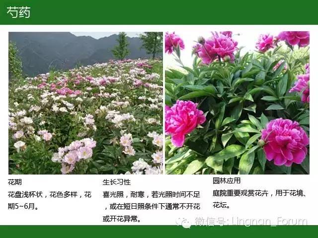 全国七大片区，常用开花植物集锦（上）_95