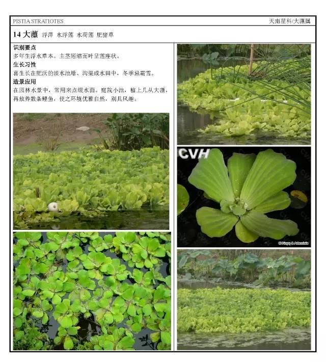 16种园林常用水生植物分类_16