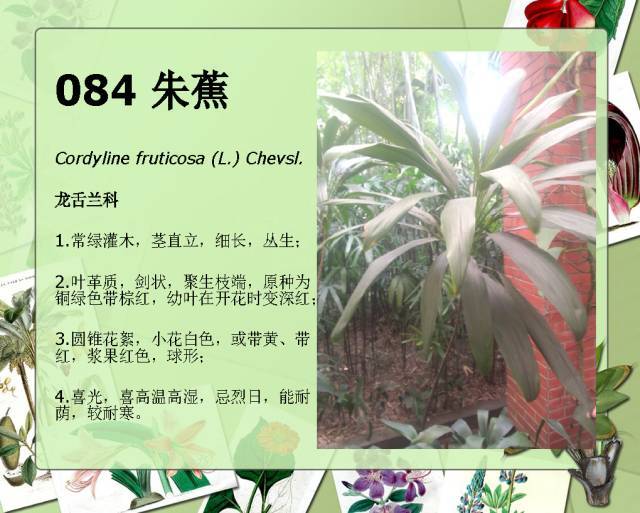 植物设计师必备：100种常见园林植物图鉴_154