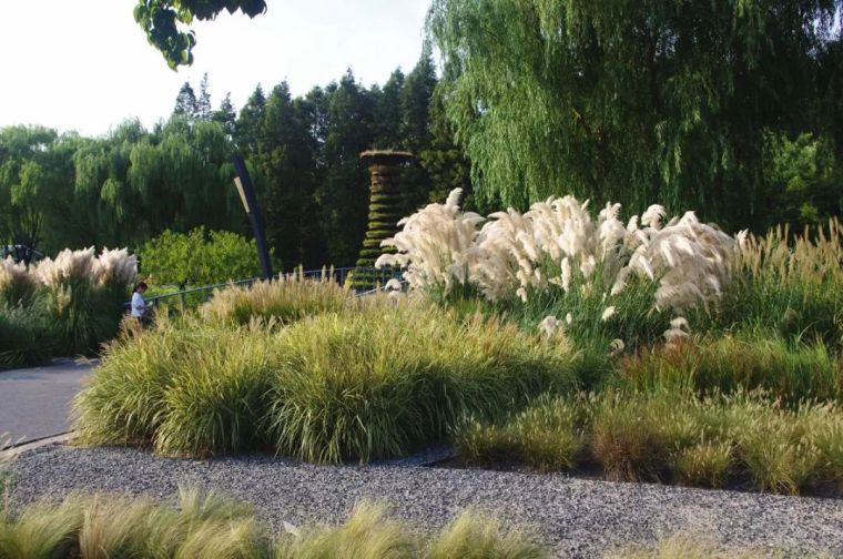 辰山植物园资料下载-观草园之美，享自然野趣