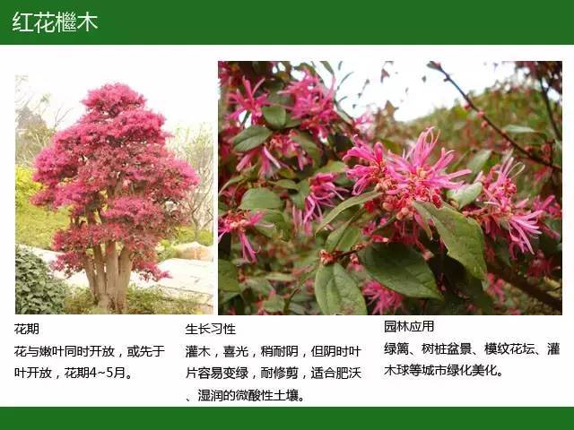 全国七大片区，常用开花植物集锦（上）_38