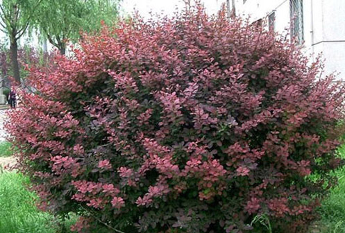 红花继木盆景资料下载-紫叶小檗与红花檵木的辨识