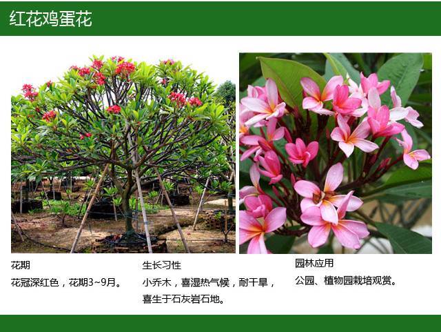 全国七大片区，常用开花植物集锦（上）_20