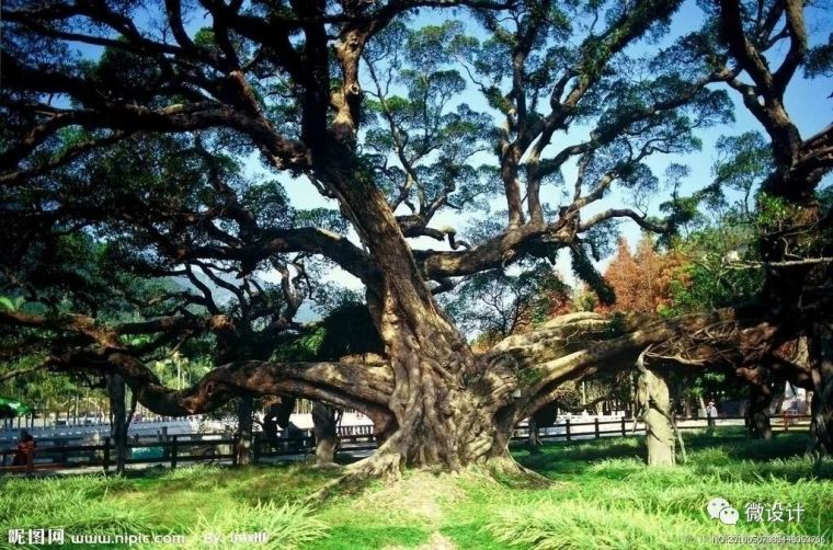 12种·庭院里的吉祥植物_17