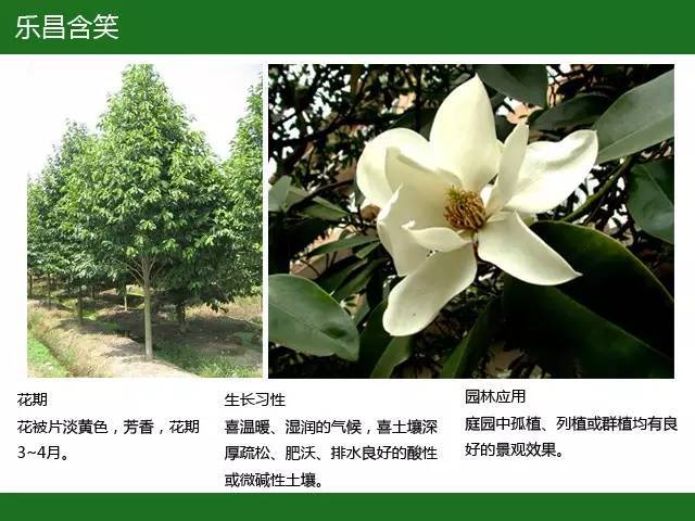 全国七大片区，常用开花植物集锦（上）_3