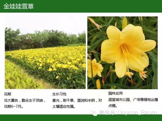 全国七大片区，常用开花植物集锦（上）_223