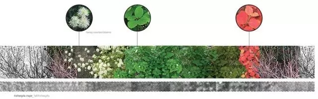 景观设计师必须懂的“植物季相”-640.webp (10).jpg