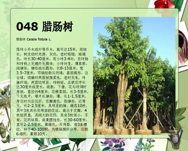 植物设计师必备：100种常见园林植物图鉴_85