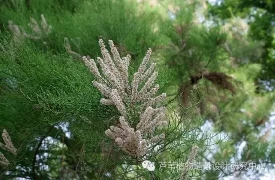 大盆栽植物资料下载-盐碱地植物大收罗，绝对够你用