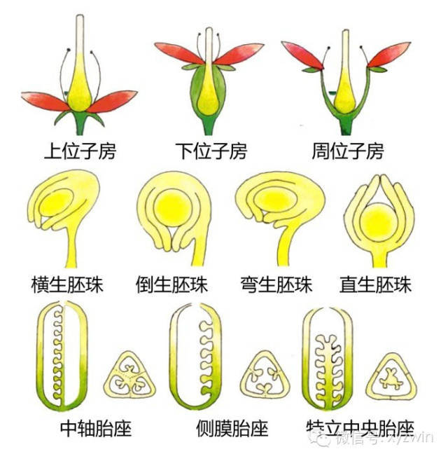 图解植物形态术语_7