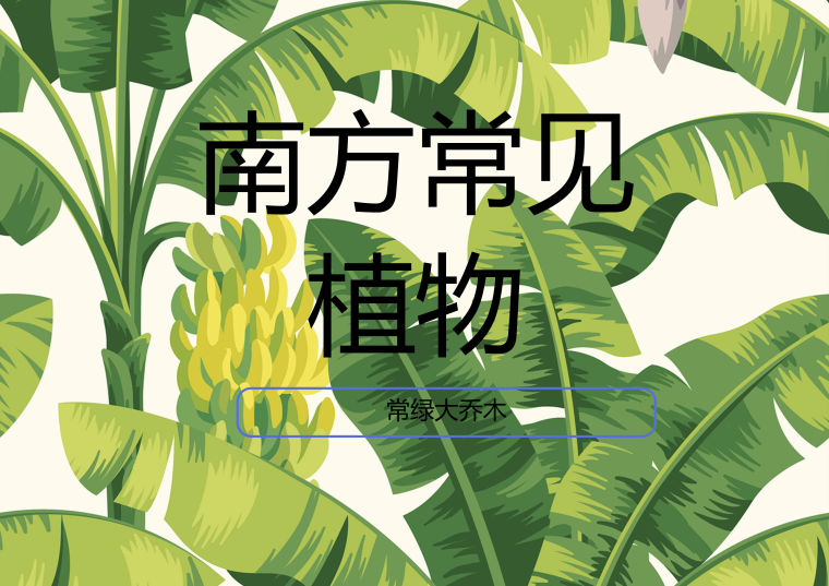 南方建筑设计研究院资料下载-[植物]南方常见植物-常绿乔木