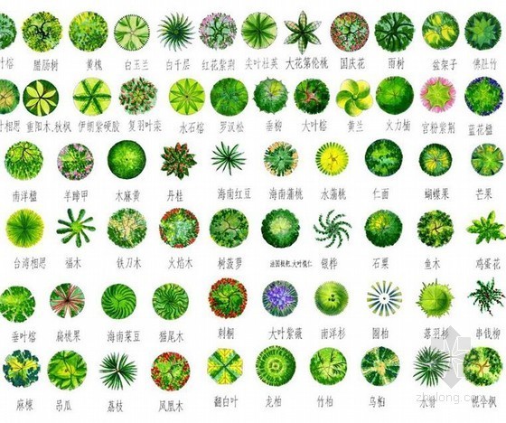 平面植物手绘资料下载-手绘平面彩色树素材