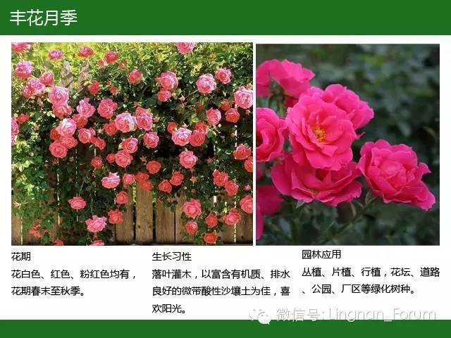 全国七大片区，常用开花植物集锦（上）_101