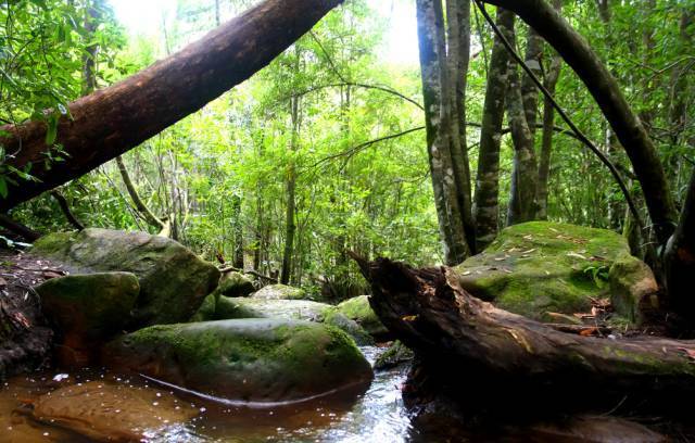 园林栽植土标准资料下载-绿化苗木技术：栽植、运输、修剪、养护统统都有！