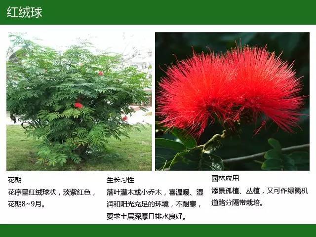 全国七大片区，常用开花植物集锦（上）_39