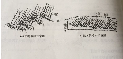 《山东省园林绿化工程消耗量定额》交底培训_2