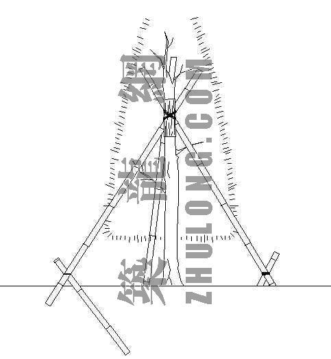 园林树木栽培施工资料下载-园林树木支架详图—三脚唐竹支架