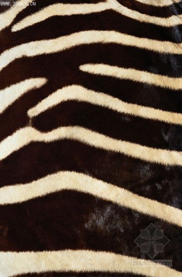 斑马纹地毯资料下载-斑马纹地毯