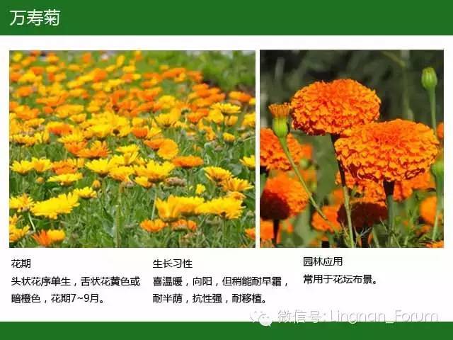 全国七大片区，常用开花植物集锦（上）_151