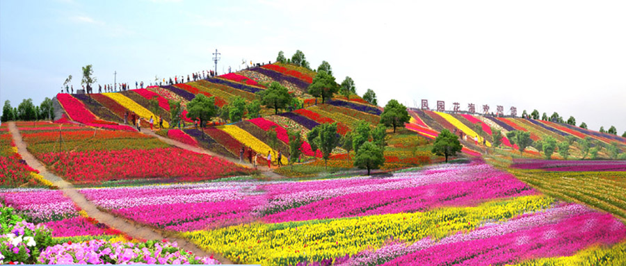 [分享]景观花海设计案例效果图