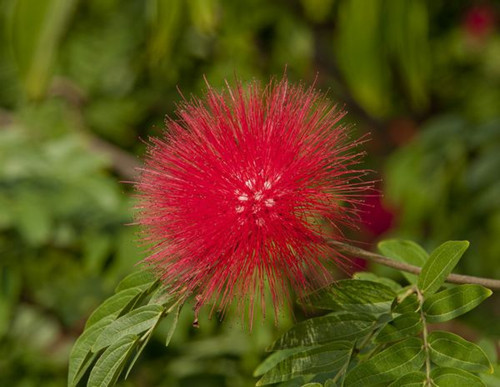 80种常见园林植物 · 景观设计师必知_53