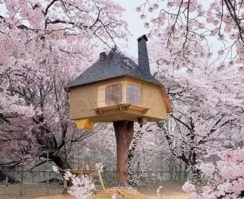 日本书屋建筑资料下载-透明树屋真的存在吗？