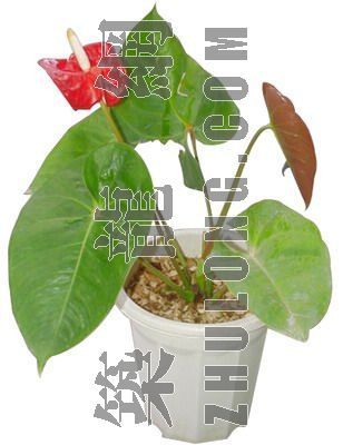 [分享]室外盆载cad资料下载