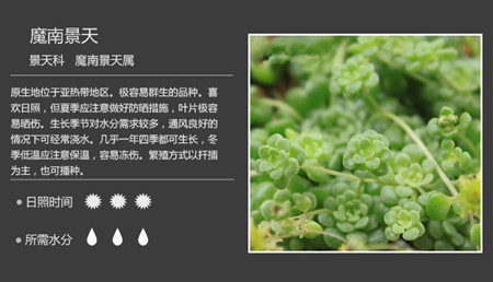 100种常见多肉植物图谱及养护方法，赶紧收藏！_44