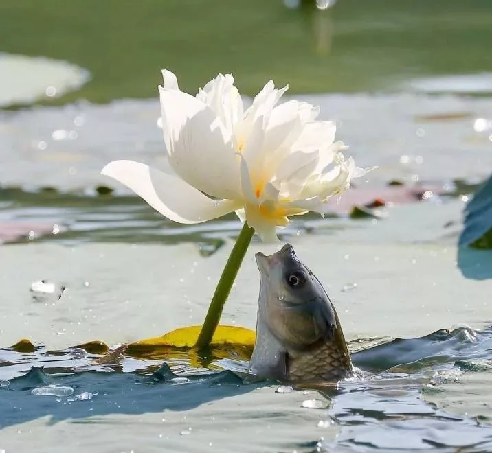 水生植物在园林景观中的应用资料下载-水生植物造景知多少