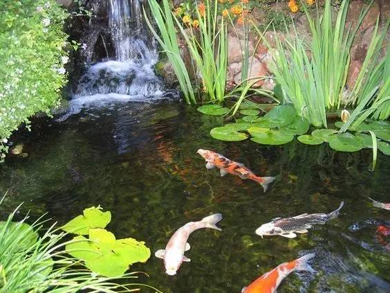 拥一庭院，养一池鱼，乐哉美哉_5