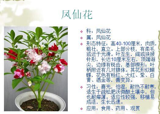 [景观植物]常见植物花卉400余种-常见植物花卉400种-10凤仙花